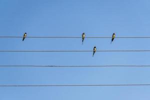 golondrinas sentadas en cables contra el cielo azul en un día soleado foto