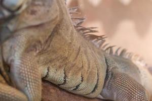 primer plano del cuerpo de la iguana foto