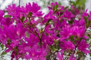 flor de flor de azalea morada. fondo floral foto