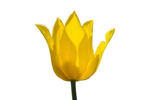 yellow blooming tulip isolated on white background photo