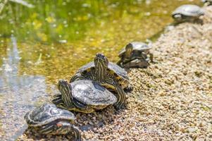 Red eared slider turtles Trachemys scripta elegans resting on stones near water photo