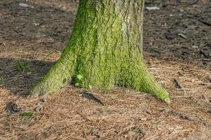 Pine-tree trunk in moss photo