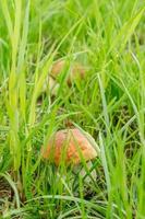 boletus edulis hongos comestibles que crecen en la hierba foto