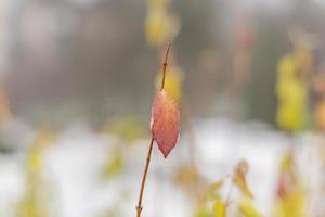 branch with one orange leaf on natural background photo