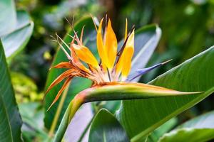 blooming Bird of Paradise flower Strelitzia reginae photo