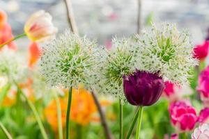 field of blooming multicolored tulips, spring flowers in the garden photo