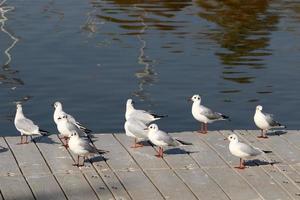 bird sitting on the shores of the mediterranean sea photo