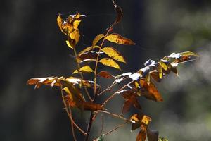 Spider webs - cobwebs on branches and leaves of trees in a city park. photo