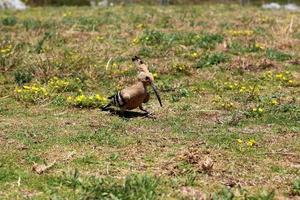 A hoopoe catches insects in a clearing. photo
