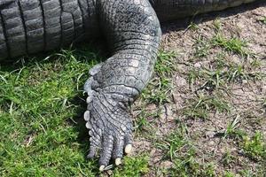 un enorme cocodrilo yace sobre la hierba a orillas del río. foto
