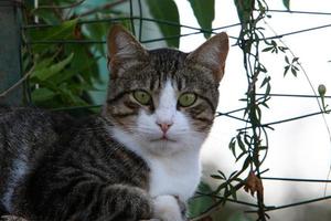 The domestic cat is a mammal of the cat family of the carnivora order. photo