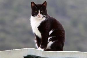 The domestic cat is a mammal of the cat family of the carnivora order. photo