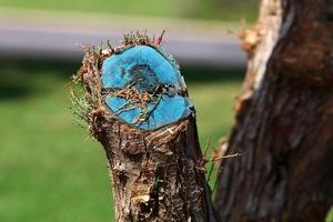 Old rotten stump in the city park. photo