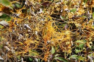 Dodder is a genus of parasitic plants in the bindweed family. photo