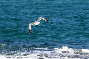 Coast of the Mediterranean Sea in northern Israel. photo