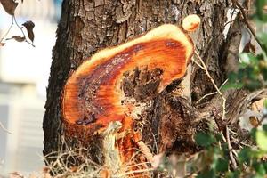 Old rotten stump in the city park. photo