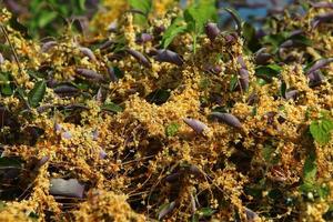 Dodder is a genus of parasitic plants in the bindweed family. photo