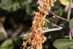 Dodder is a genus of parasitic plants in the bindweed family. photo