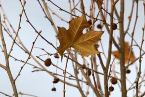 Colored leaves on the trees in the city park. photo