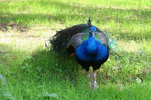 pavo real en el parque de la ciudad. foto