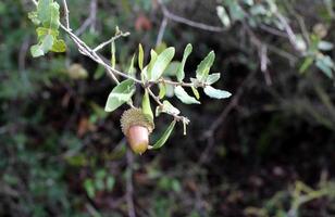 Acorns on trees in a city park. photo