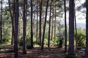 Tall trees in a forest in northern Israel photo