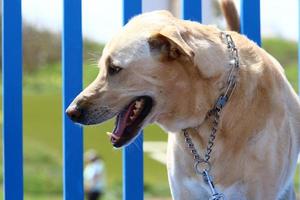 The dog sits behind a high fence. photo