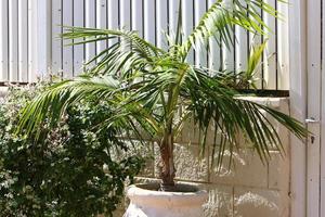 Green plants and flowers grow in a flower pot photo