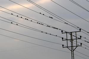 Electric pole and wires carrying high voltage current photo