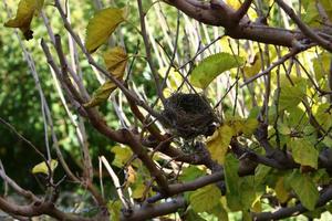 Bird's nest on a tree in the park. photo