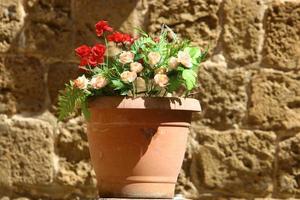 Green plants and flowers grow in a flower pot photo
