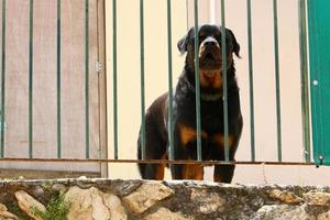 el perro se sienta detrás de una valla alta. foto
