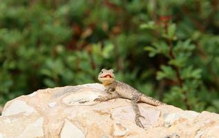 A lizard sits on a stone in a city park. photo