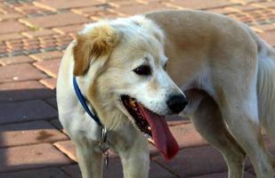 perro a pasear en un parque de la ciudad a orillas del mar foto