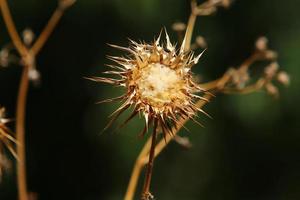 una planta de cardo espinoso en un claro del bosque en el norte de israel. foto