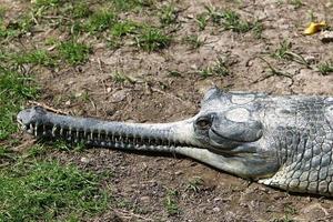 A huge crocodile lies on the grass on the banks of the river. photo