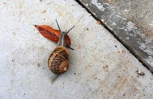Snail sits on the sidewalk photo