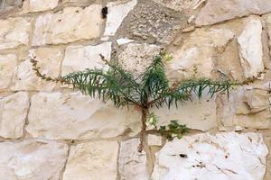 Green plants and flowers grow on stones photo