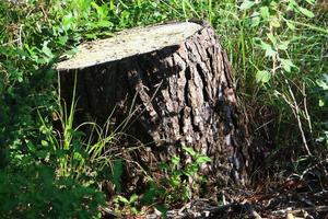 Old rotten stump in the city park. photo