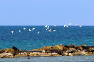 Stones in a city park on the Mediterranean coast photo