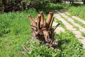 Old rotten stump in the city park. photo