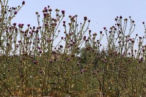 una planta de cardo espinoso en un claro del bosque en el norte de israel. foto