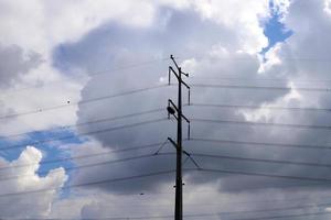 Electrical wires carrying high voltage current. photo