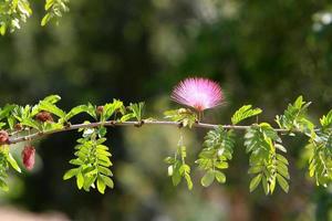 Summer flowers in a city park in northern Israel. photo