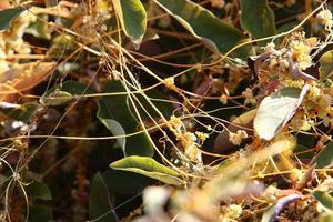 Dodder is a genus of parasitic plants in the bindweed family. photo