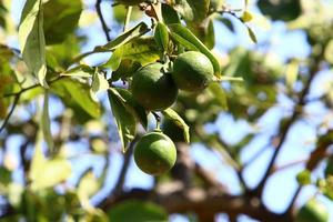 Fruits of citrus trees in the city park. photo