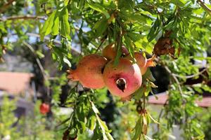 Ripe pomegranates on a tree in a city park. photo