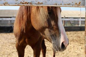 caballo en el establo en israel. foto