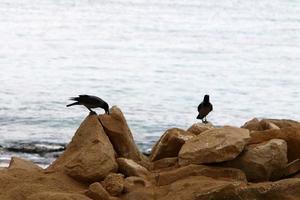 piedras en un parque de la ciudad en la costa mediterránea foto