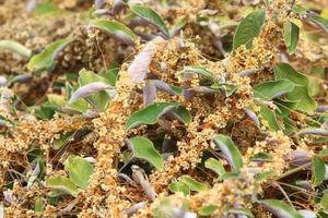 Dodder is a genus of parasitic plants in the bindweed family. photo